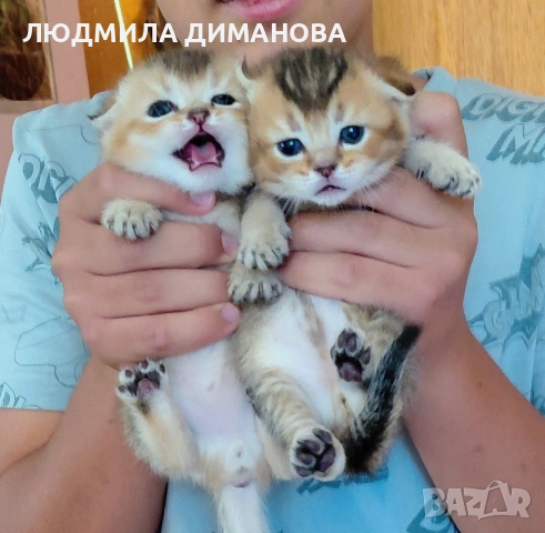 Златни чинчили  мъжки , снимка 4 - Британска късокосместа - 55229038