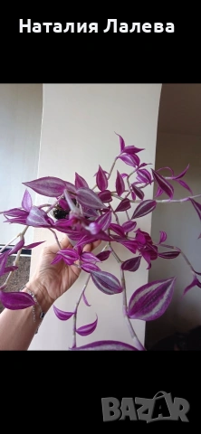 Традесканция, tradescantia Pink Paradise