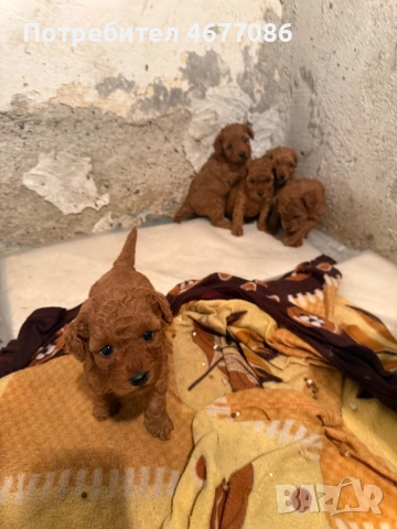 Той пудели ред априкот , снимка 3 - Пудели - 54326688