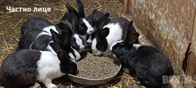 Продавам 5 женски млади холандски зайки, снимка 7 - Други - 54044428