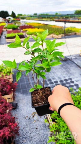 Хортензия метличеста „Полярна мечка“, Hydrangea paniculata 'Polar Bear', снимка 6 - Градински цветя и растения - 54609683