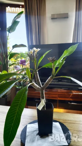 🌸 Плумерия (Frangipani) – Красиво оформено растение с цвят и много пъпки, снимка 2 - Градински цветя и растения - 55351559