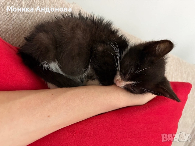 МЪЖКО КОТЕНЦЕ Търси дом, снимка 8 - Други - 55142831