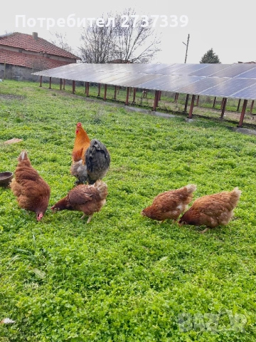 Кокошки Коман Браун