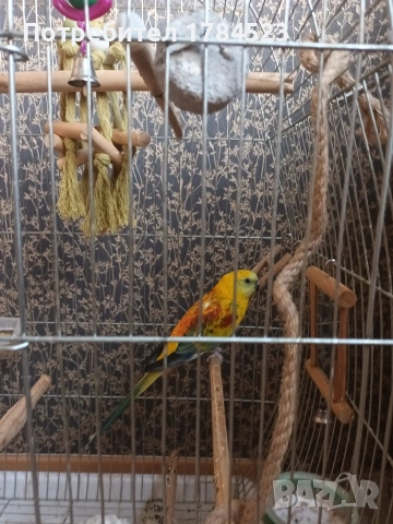 Мъжки пойни папагали , снимка 16 - Папагали - 54343114