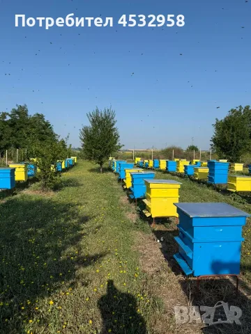Пчелен мед, реколта 2026, букет, снимка 3 - Пчелни продукти - 55695152