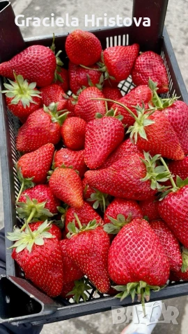 Продавам разсад ягоди , снимка 10 - Разсади - 54103999