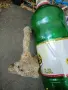 Вкаменелост от морето , снимка 3