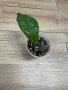 Hoya Хоя CV.Viola , снимка 3