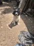 Каракачанска овчарка, снимка 4