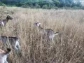 Мъжко козле Мини Нубиан (Mini Nubian), родено на 14.06.2026 г., снимка 3
