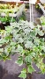  Кошница с Бръшлян Бяло чудо, Hedera helix White Wonder, студоустойчив, снимка 6