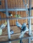 Вълнисти папагали и Корели , снимка 2