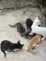 Котета търсят дом, снимка 5