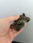 географска костенурка , снимка 2