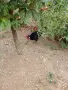 петле декоративно, снимка 2