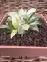Рядка Вариегатна Хавортия (Haworthia retusa f. variegata) – Колекционерска, снимка 3