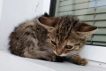 Подарявам малко котенце, снимка 6