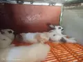Зайци домашни различни видове, снимка 7