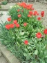 Продавам луковици от червени лалета , снимка 2