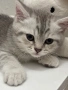 Шотландски котенца , снимка 6