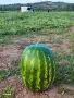 Продавам Дини и Пъпеши на Едро!, снимка 6