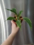 Хлорофитум Оранж Грин расад/Chlorophytum Orange Grimm, снимка 2