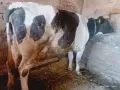 Холщайн фризийско говедо, крава пред отелване , снимка 1