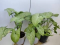 Цена 3 евро за брой! Стайно зелено нецъфтящо растение Сингониум (Syngonium) «Podophyllum», снимка 2