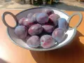  Сладки, големи, сочни и много вкусни сливи „Стенли“, снимка 3