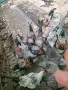 Катунски петлета, снимка 2