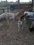 Продавам млечни кози, снимка 2