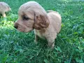 Английски кокер шпаньоли, снимка 4