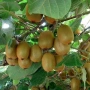 Киви Боскоп (самоопрашващо), снимка 1