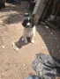 Каракачанска овчарка, снимка 1