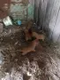 Продават се спещно, снимка 2
