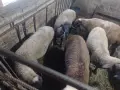 продавам агнета, снимка 2