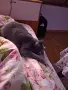Продавам женска синя британска късокосместа котка , снимка 3