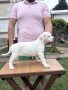 Дого Аржентино / Dogo argentino , снимка 12