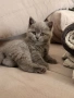 Продажба на британски котенца, снимка 1
