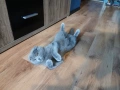 Шотландски клепоух, снимка 4