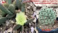Градински студоустойчиви кактуси, снимка 6