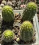 Кактус Chamaecereus hyb cv. Inca Sunset, снимка 3