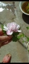 дървовидна ружа (hibiscus syriacus), снимка 2