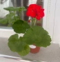 Сортово мушкато Ainsdale Duke Актуални снимки, снимка 7
