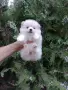 Померани. Бяло момче и момиче, снимка 1