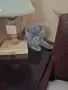 Шотландски котенца , снимка 3