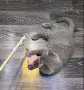 Шотландски клепоухи и британски късокосмести бебета котенца , снимка 5