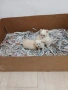 Mini Pomerani, снимка 6