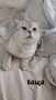 Шотландски котенца , снимка 11